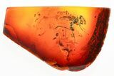 Detailed Fossil Ant (Formicidae) In Baltic Amber #372546-1